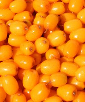 IQF Frozen Seabuckthorn