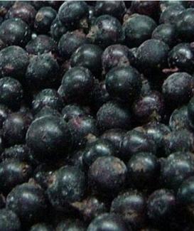 IQF Frozen Black Currants