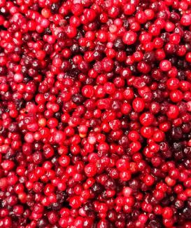 IQF Frozen Lingonberry
